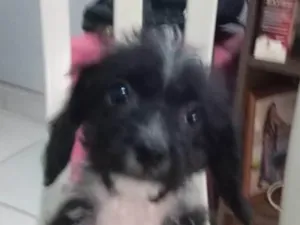 Cachorro raça SRD-ViraLata idade 2 a 6 meses nome Fofa
