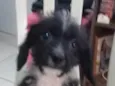 Fofa