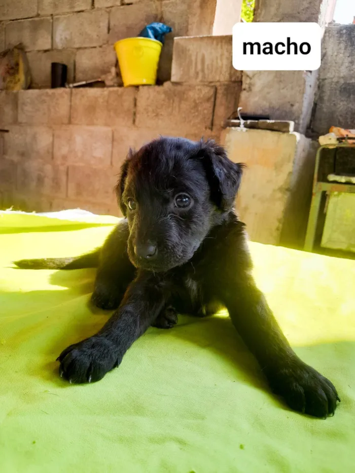 Cachorro ra a SRD-ViraLata idade 2 a 6 meses nome Sky