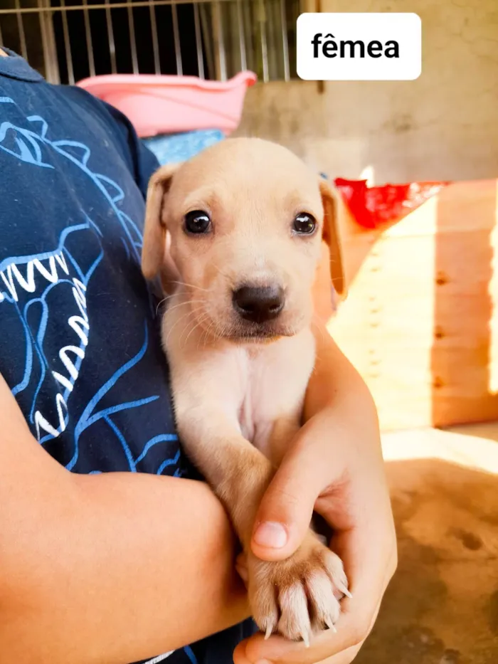 Cachorro ra a SRD-ViraLata idade 2 a 6 meses nome Sky