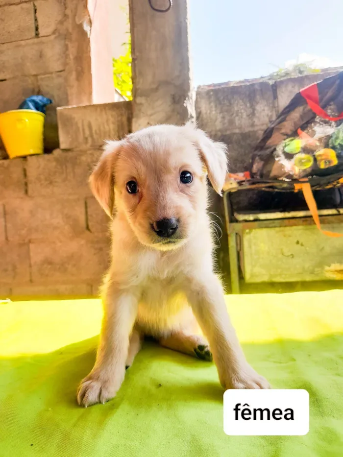 Cachorro ra a SRD-ViraLata idade 2 a 6 meses nome Sky