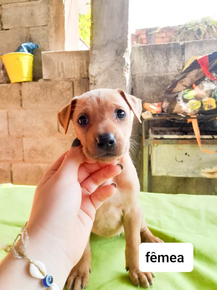 Cachorro ra a SRD-ViraLata idade 2 a 6 meses nome Sky