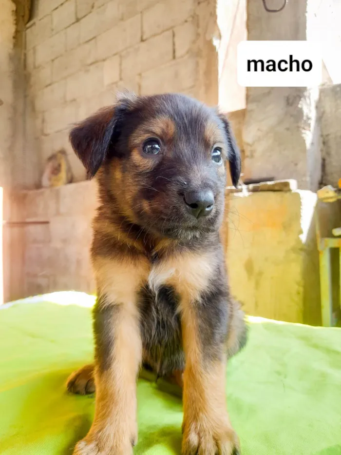 Cachorro ra a SRD-ViraLata idade 2 a 6 meses nome Sky