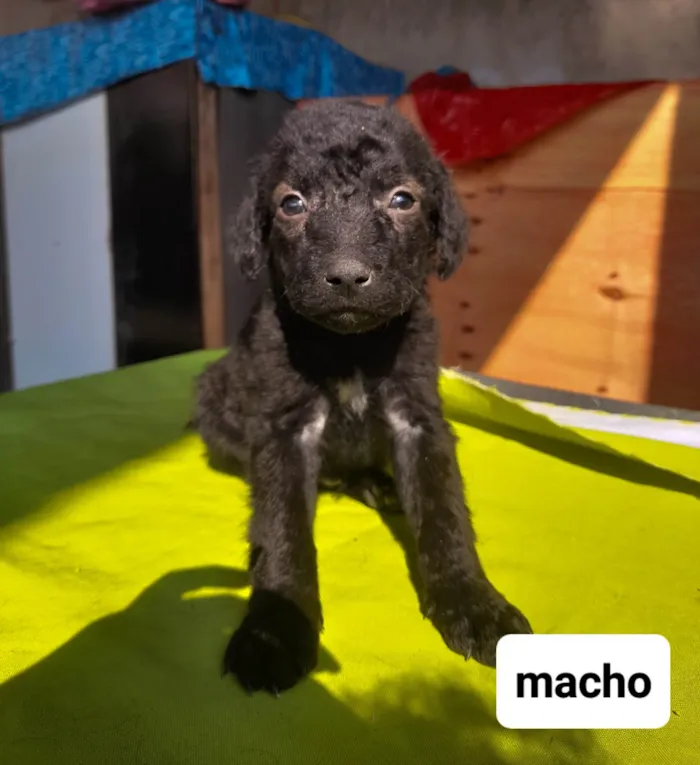 Cachorro ra a SRD-ViraLata idade 2 a 6 meses nome Sky