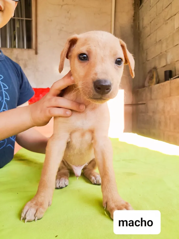 Cachorro ra a SRD-ViraLata idade 2 a 6 meses nome Sky