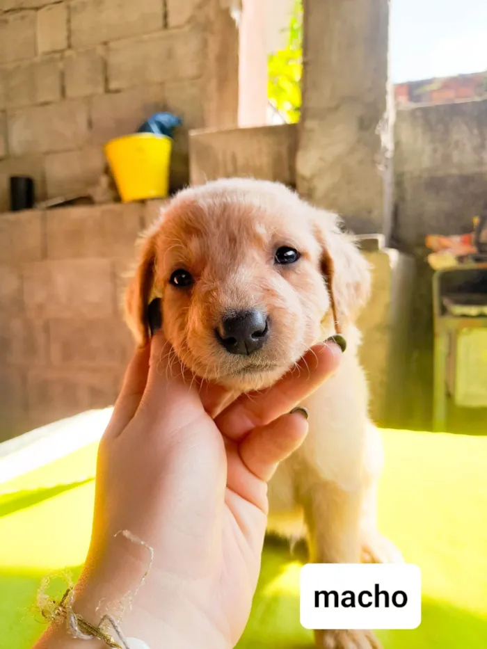Cachorro ra a SRD-ViraLata idade 2 a 6 meses nome Sky