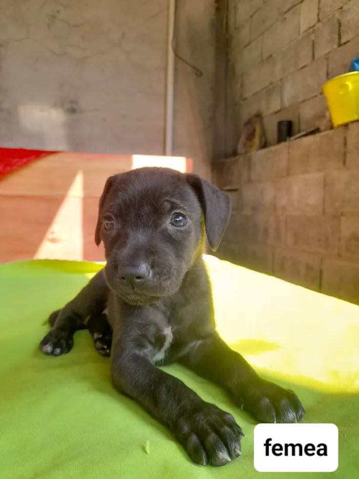 Cachorro ra a SRD-ViraLata idade 2 a 6 meses nome Sky