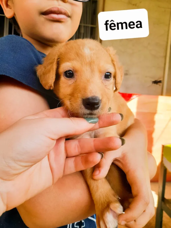 Cachorro ra a SRD-ViraLata idade 2 a 6 meses nome Sky