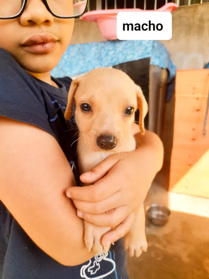 Cachorro ra a SRD-ViraLata idade 2 a 6 meses nome Sky
