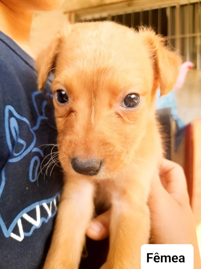 Cachorro ra a SRD-ViraLata idade 2 a 6 meses nome Sky