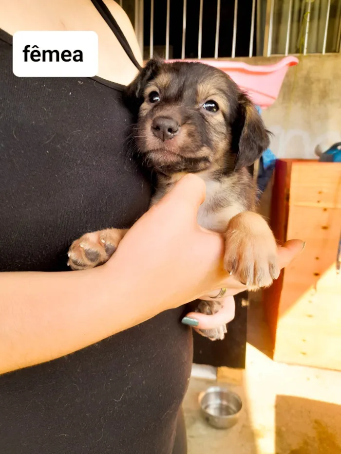 Cachorro ra a SRD-ViraLata idade 2 a 6 meses nome Sky