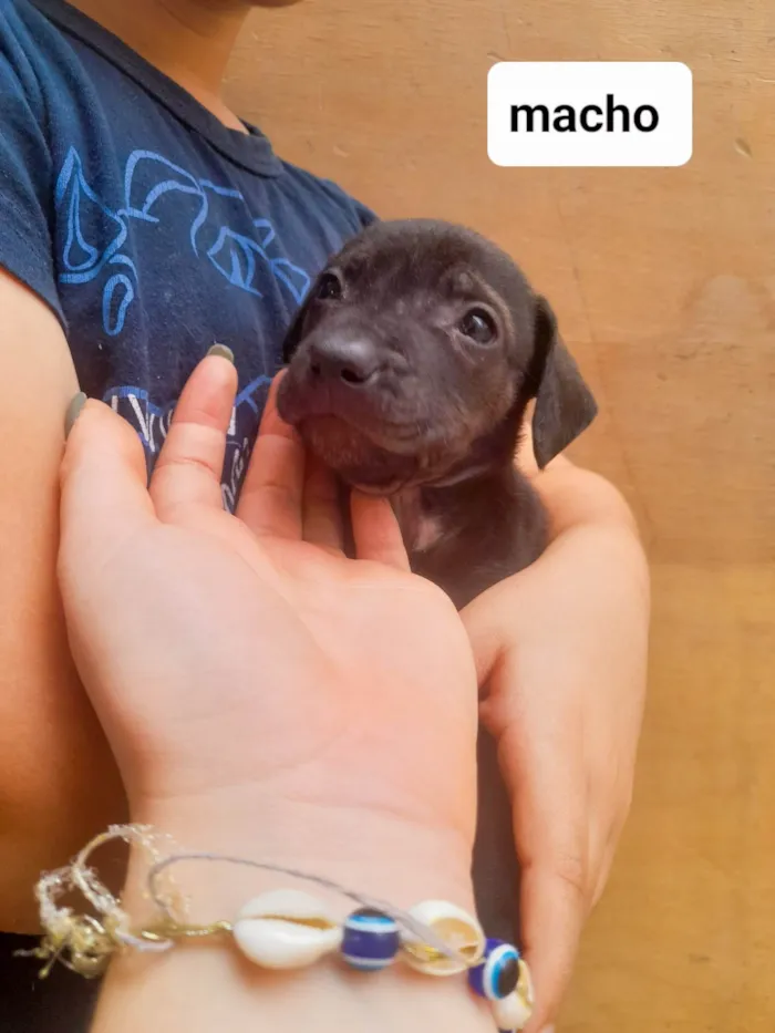 Cachorro ra a SRD-ViraLata idade 2 a 6 meses nome Sky