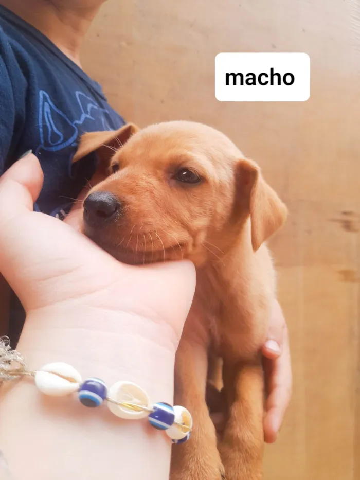 Cachorro ra a SRD-ViraLata idade 2 a 6 meses nome Sky