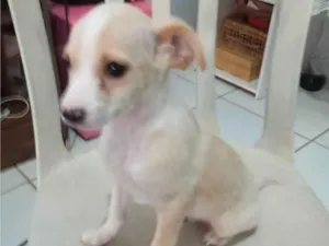 Cachorro raça SRD-ViraLata idade 2 a 6 meses nome Ainda sem nome