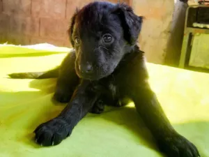 Cachorro raça SRD-ViraLata idade 2 a 6 meses nome Sky
