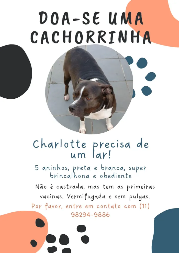 Cachorro ra a SRD-ViraLata idade 5 anos nome Charlotte