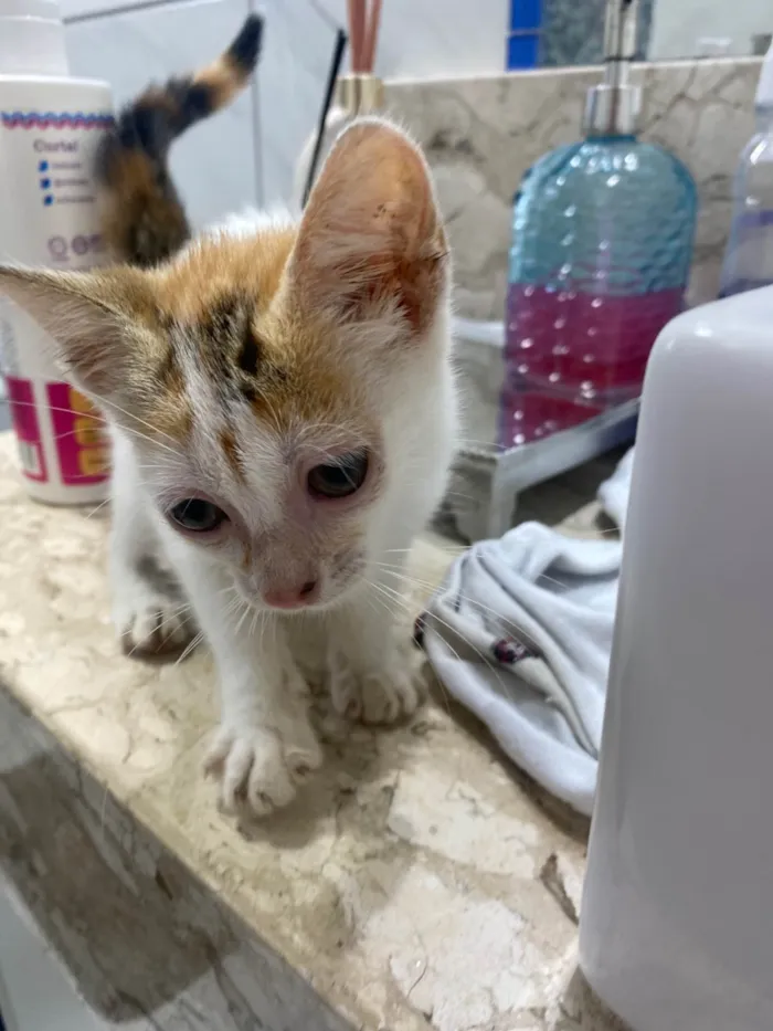 Gato ra a SRD-ViraLata idade Abaixo de 2 meses nome mila