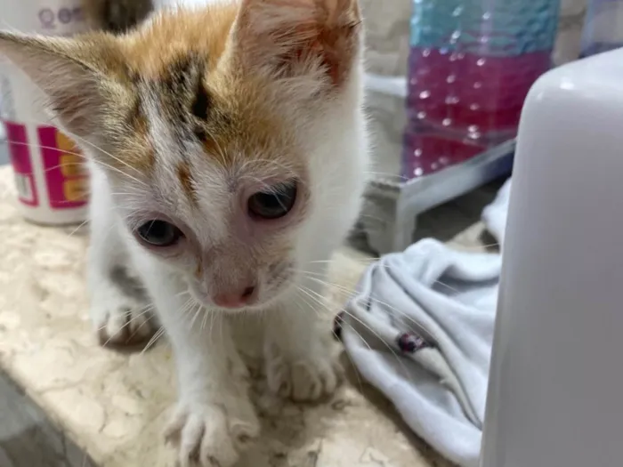 Gato ra a SRD-ViraLata idade Abaixo de 2 meses nome mila