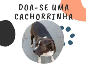 Cachorro raça SRD-ViraLata idade 5 anos nome Charlotte