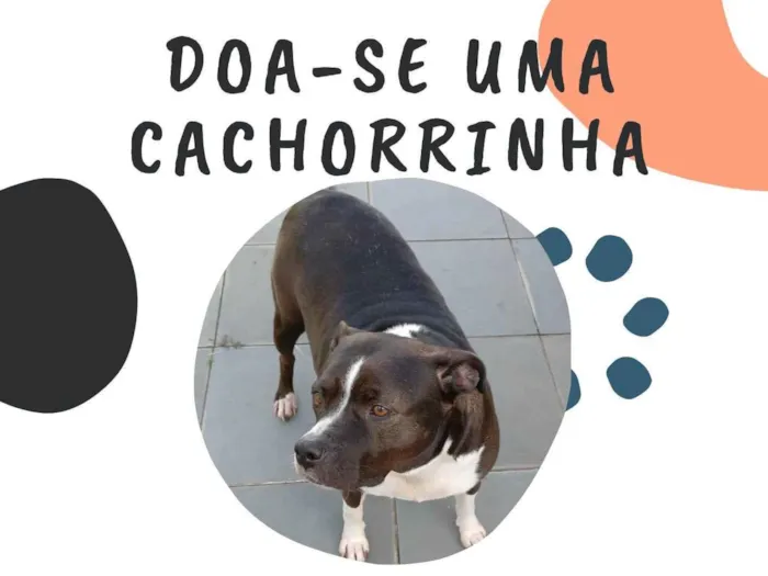 Cachorro ra a SRD-ViraLata idade 5 anos nome Charlotte