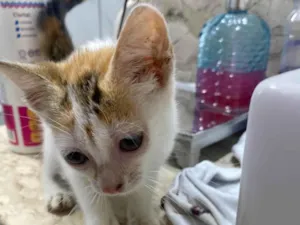 Gato raça SRD-ViraLata idade Abaixo de 2 meses nome mila