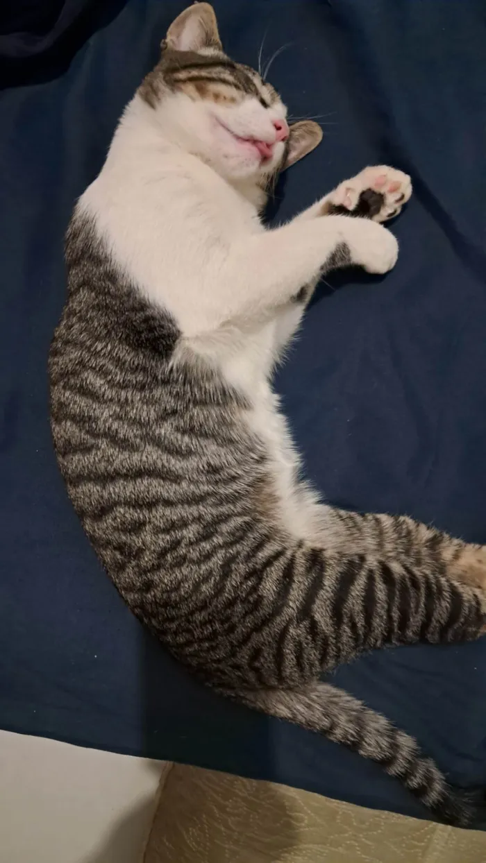 Gato ra a SRD-ViraLata idade 2 a 6 meses nome Jimmy