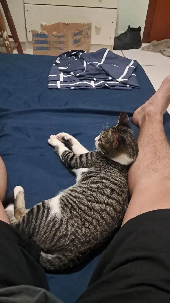 Gato ra a SRD-ViraLata idade 2 a 6 meses nome Jimmy
