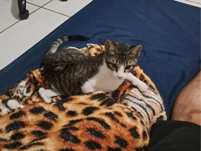 Gato ra a SRD-ViraLata idade 2 a 6 meses nome Jimmy