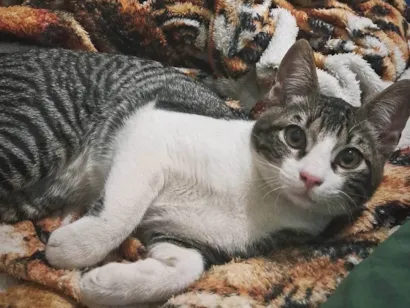 Gato raça SRD-ViraLata idade 2 a 6 meses nome Jimmy