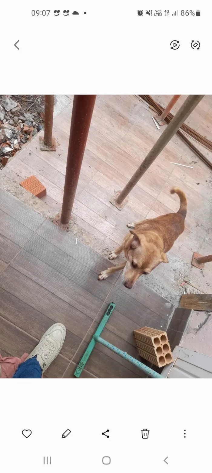 Cachorro ra a SRD-ViraLata idade 6 ou mais anos nome Chazan