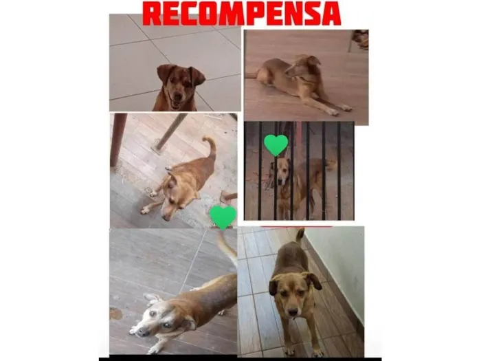 Cachorro ra a SRD-ViraLata idade 6 ou mais anos nome Chazan