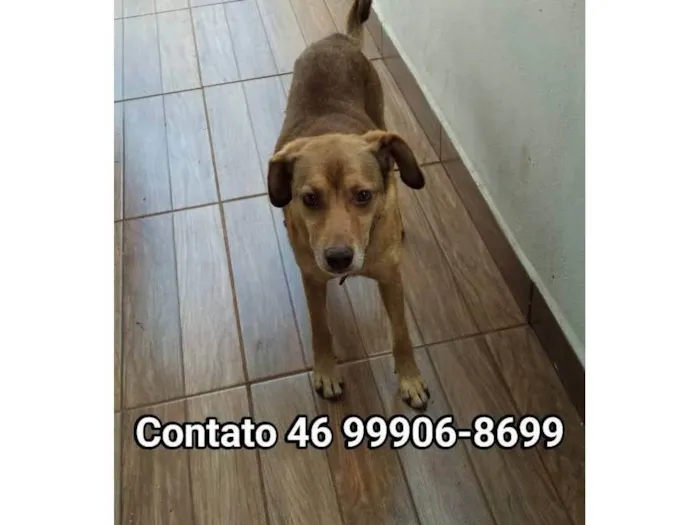 Cachorro ra a SRD-ViraLata idade 6 ou mais anos nome Chazan