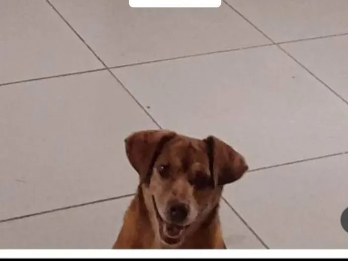 Cachorro ra a SRD-ViraLata idade 6 ou mais anos nome Chazan