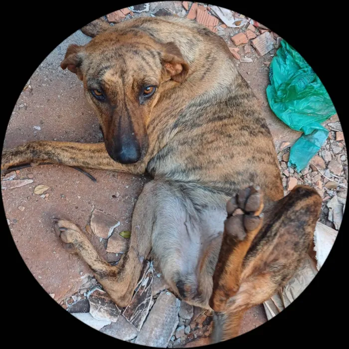 Cachorro ra a Fila idade 3 anos nome Pandora 