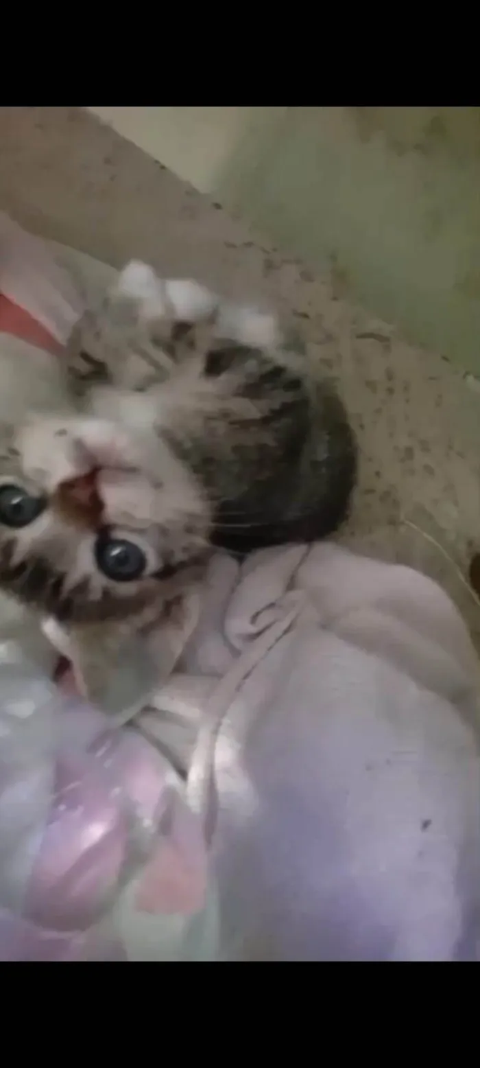 Gato ra a SRD-ViraLata idade 2 a 6 meses nome Não tem nome 