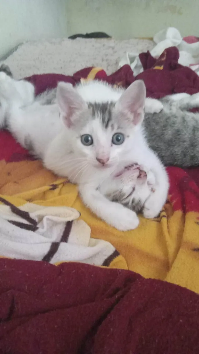 Gato ra a SRD-ViraLata idade 2 a 6 meses nome Não tem nome 