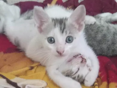 Gato raça SRD-ViraLata idade 2 a 6 meses nome Não tem nome 