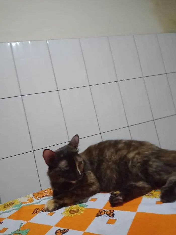 Gato ra a SRD-ViraLata idade 2 anos nome Nene