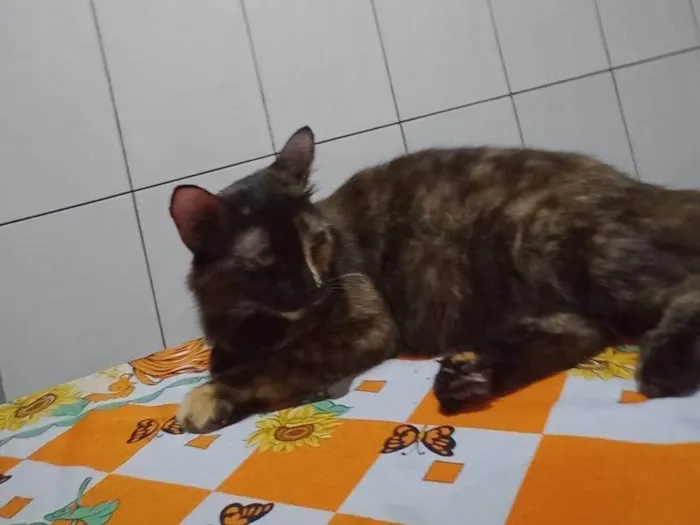 Gato ra a SRD-ViraLata idade 2 anos nome Nene