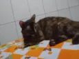 Nene