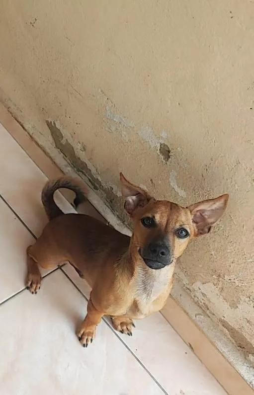 Cachorro ra a SRD-ViraLata idade 2 a 6 meses nome Ryuki
