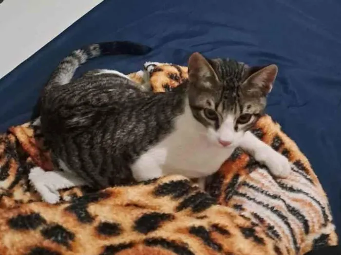 Gato ra a SRD-ViraLata idade 2 a 6 meses nome Jimmy