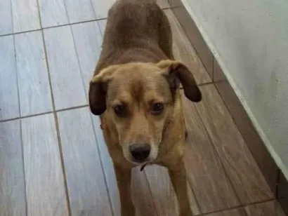 Cachorro raça SRD-ViraLata idade 6 ou mais anos nome Chazan
