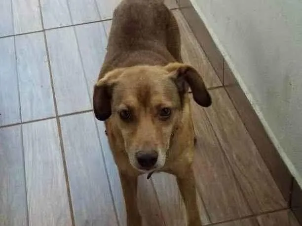 Cachorro ra a SRD-ViraLata idade 6 ou mais anos nome Chazan