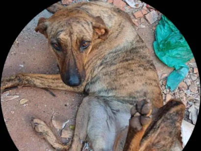 Cachorro raça Fila idade 3 anos nome Pandora 