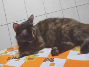 Gato raça SRD-ViraLata idade 2 anos nome Nene