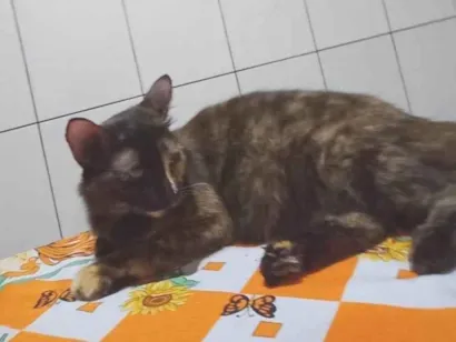 Gato raça SRD-ViraLata idade 2 anos nome Nene