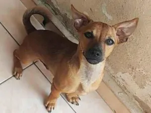 Cachorro raça SRD-ViraLata idade 2 a 6 meses nome Ryuki