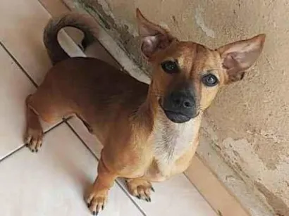 Cachorro raça SRD-ViraLata idade 2 a 6 meses nome Ryuki