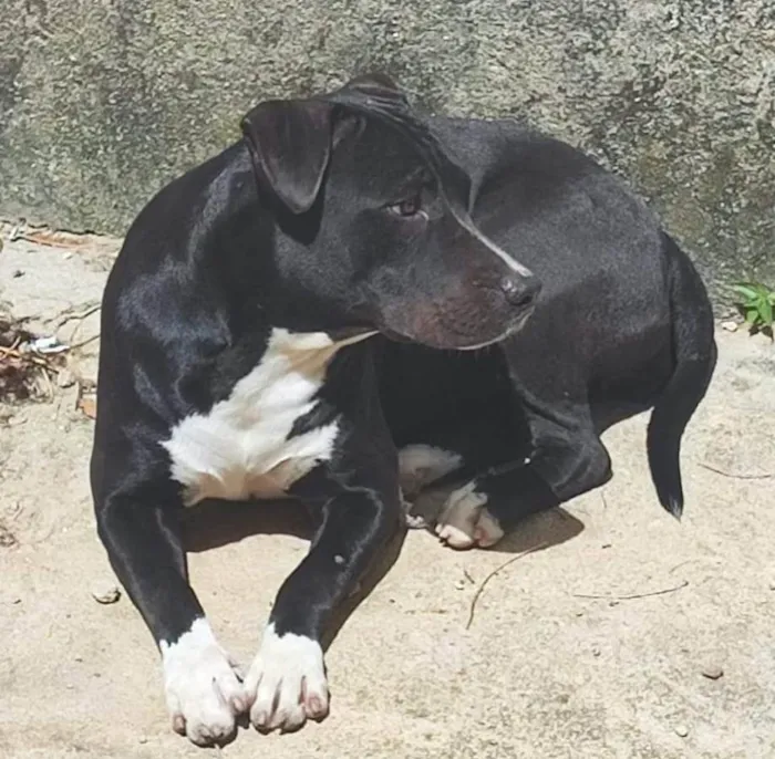 Cachorro ra a Pit-Bull idade 2 a 6 meses nome Kira